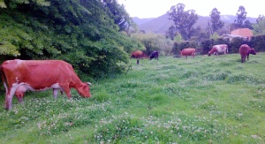 MEDIUM - dairy cattle